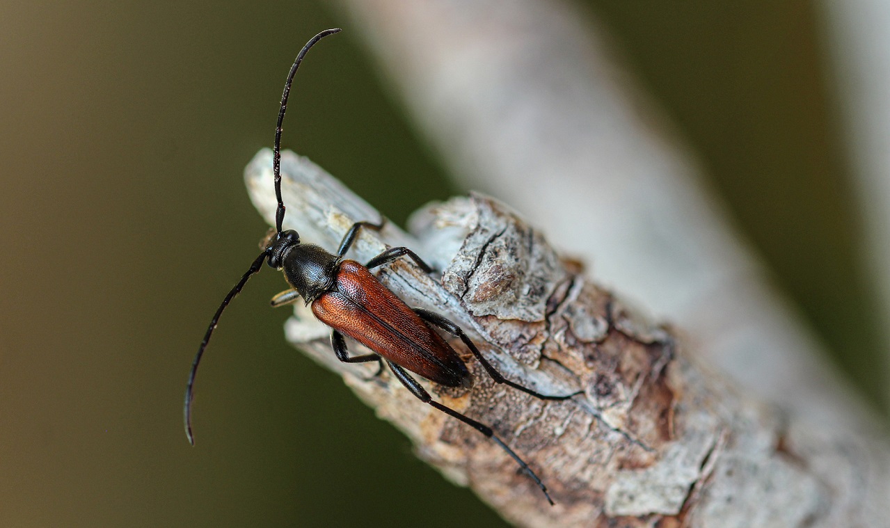 Cerambycidae: Stenurella bifasciata bifasciata
